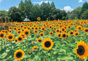 !第7回馬見ひまわりウィーク ひまわり1