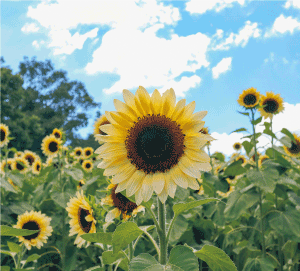 !第7回馬見ひまわりウィーク ひまわり2