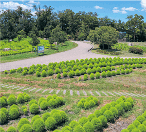 !第7回馬見ひまわりウィーク コキア