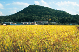 黄金色の田んぼ
