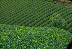 茶畑