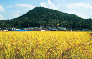 黄金色の田んぼ