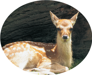 奈良公園のシカ