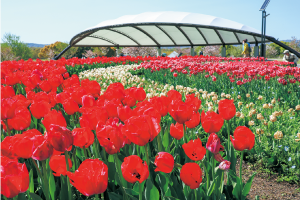 第8回馬見チューリップフェア1