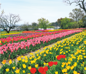 第8回馬見チューリップフェア2