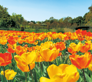 第8回馬見チューリップフェア3