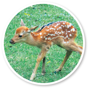 シカの写真