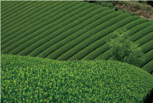 茶畑
