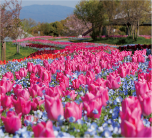 馬見チューリップフェア