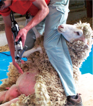 羊の毛刈り体験の様子