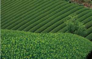 茶畑