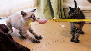 猫を預かっている画像1