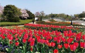 チューリップ1