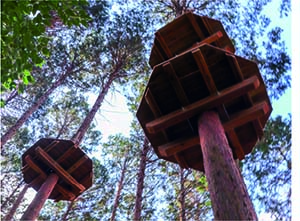 アクティビティ