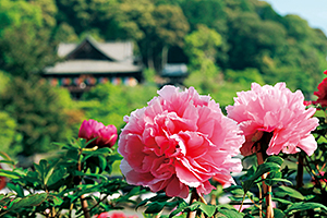 長谷寺 ぼたんまつり