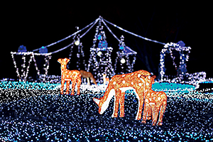 しあわせ回廊なら瑠璃絵イルミネーション1