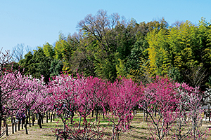 県営馬見丘陵公園「梅と桜の花回廊」2
