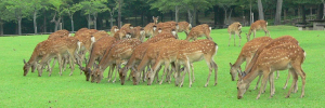 奈良公園のシカ