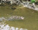 富雄川2