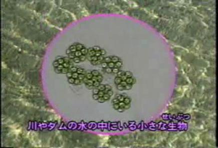 顕微鏡で見た塩素1