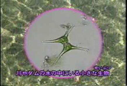 顕微鏡で見た塩素3