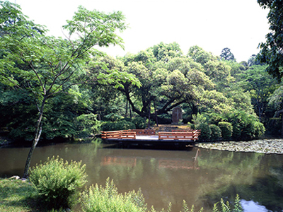 春日大社萬葉植物園の写真2
