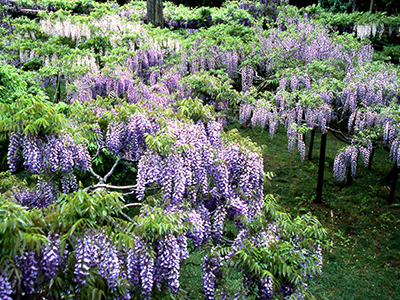春日大社萬葉植物園の写真4