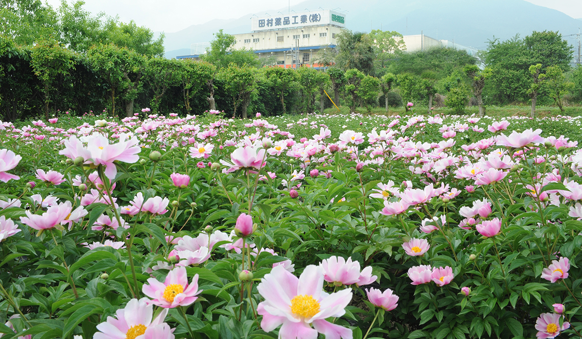 田村薬草園（田村薬品工業株式会社）の写真1