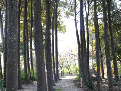 田村薬草園（田村薬品工業株式会社）の写真3