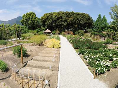 田村薬草園（田村薬品工業株式会社）の写真4