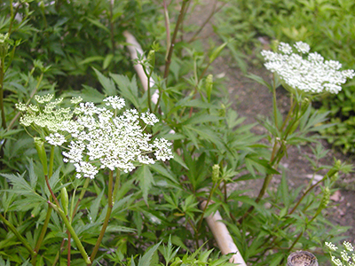 田村薬草園（田村薬品工業株式会社）の写真5