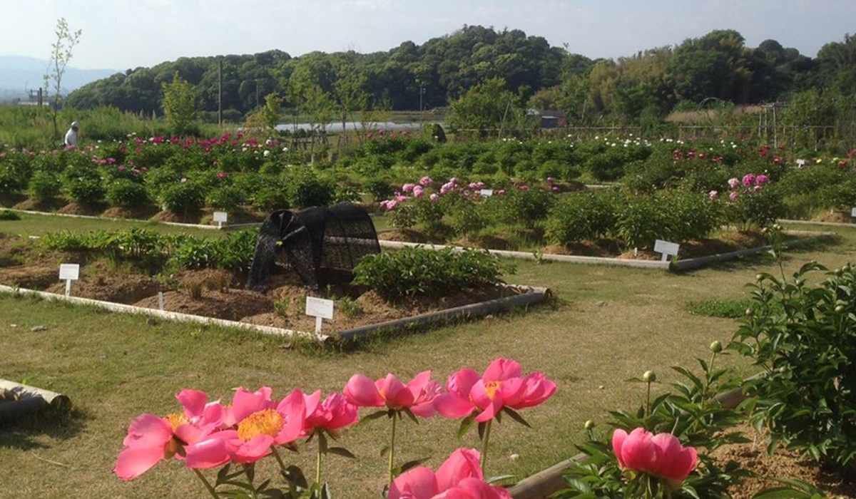 万葉の楽園（大和シャクヤク薬草園）の写真1