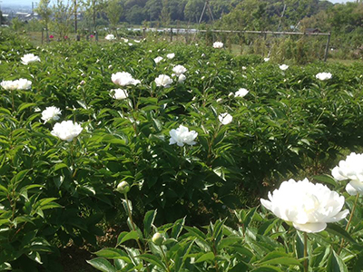 万葉の楽園（大和シャクヤク薬草園）の写真2