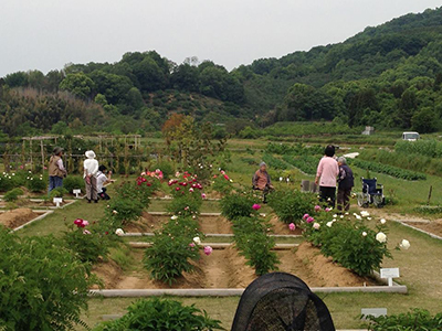 万葉の楽園（大和シャクヤク薬草園）の写真4