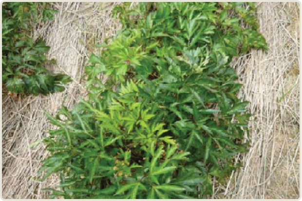 ヤマトトウキの画像