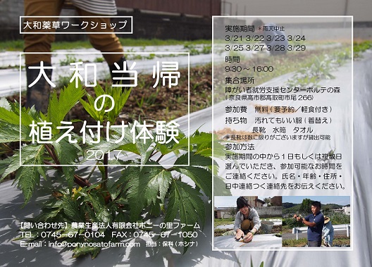 大和当帰の植え付け体験チラシ