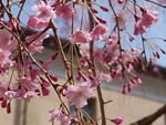 しだれ桜
