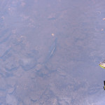 自然保護区 鮭2