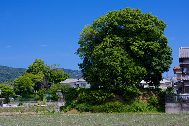 調子丸の墓と伝わる古墳