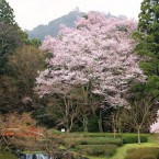 エドヒガンザクラの写真