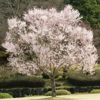 コヒガンザクラの写真