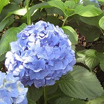 紫陽花の写真1