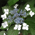 アジサイの写真1