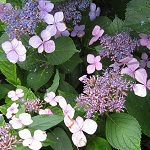 アジサイの写真2