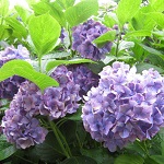 紫陽花の写真2