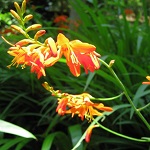 姫檜扇水仙の写真