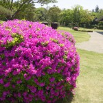 平戸つつじの写真