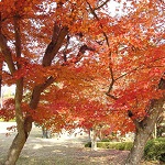 紅葉の写真1