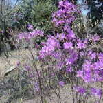 みつばつつじの写真