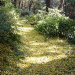 イチョウの落ち葉の写真